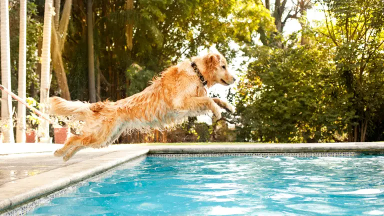 Dog jumping into swimming pool used as a header background image on the Contact page.